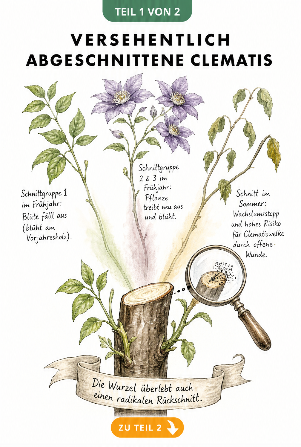 Illustration eines abgeschnittenen Clematis-Triebs mit drei Szenarien für den Neuaustrieb je nach Schnittgruppe und Jahreszeit