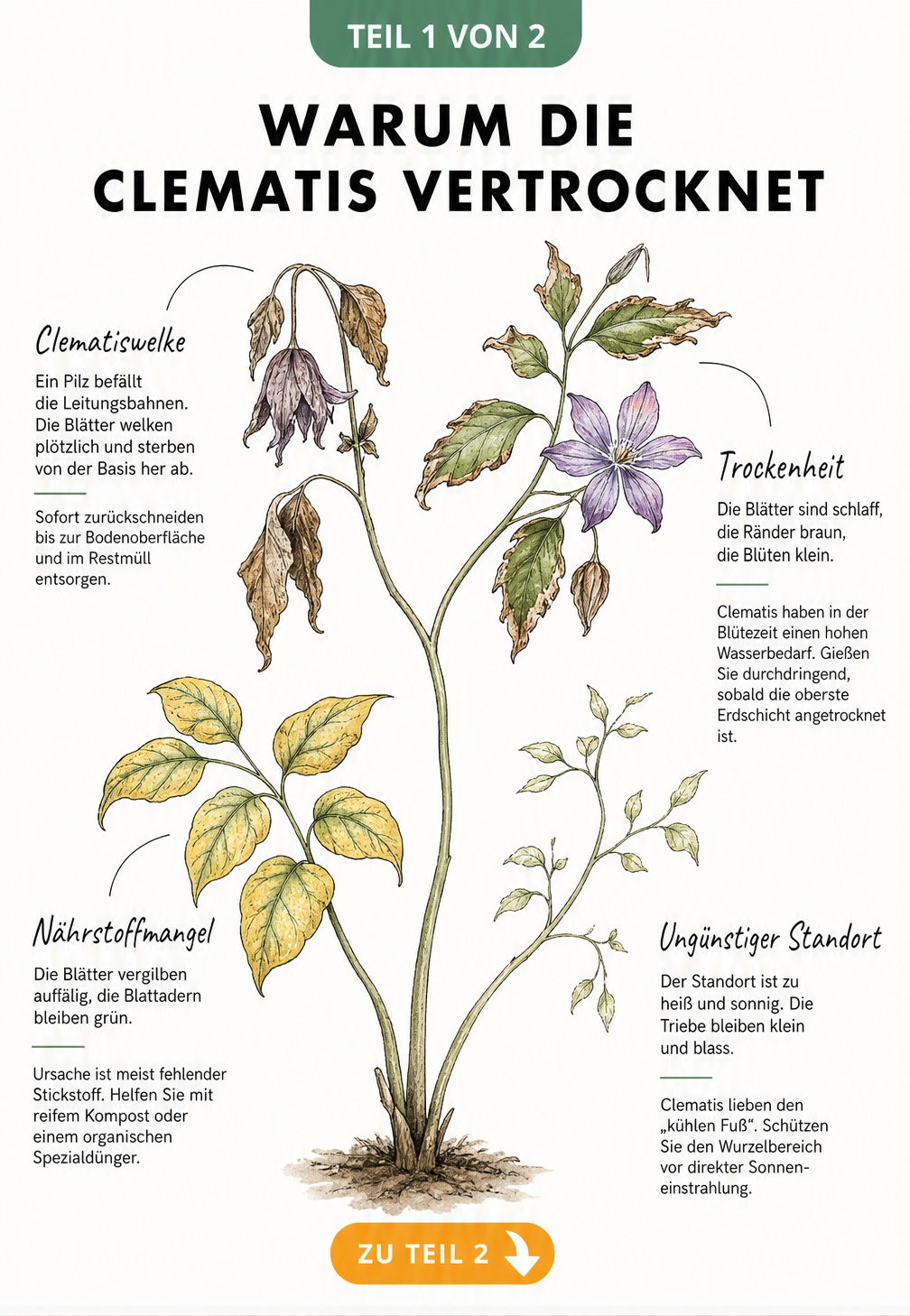 Botanische Illustration einer Clematis mit vier Schadbildern: Clematiswelke, Trockenheit, Nährstoffmangel und ungünstiger Standort