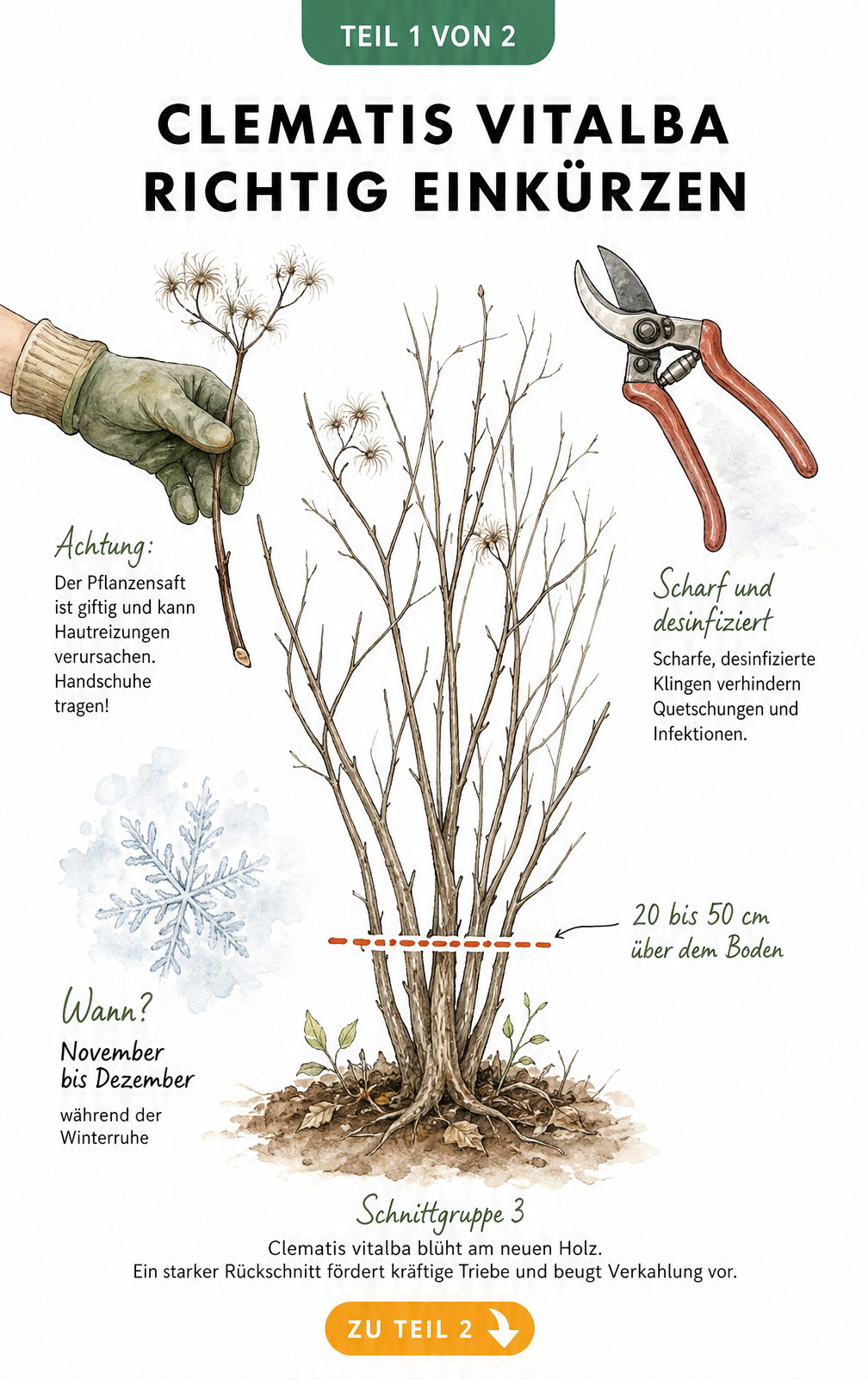 Botanische Illustration zum Rückschnitt der Clematis vitalba auf 20 bis 50 Zentimeter mit Gartenschere und Handschuhen