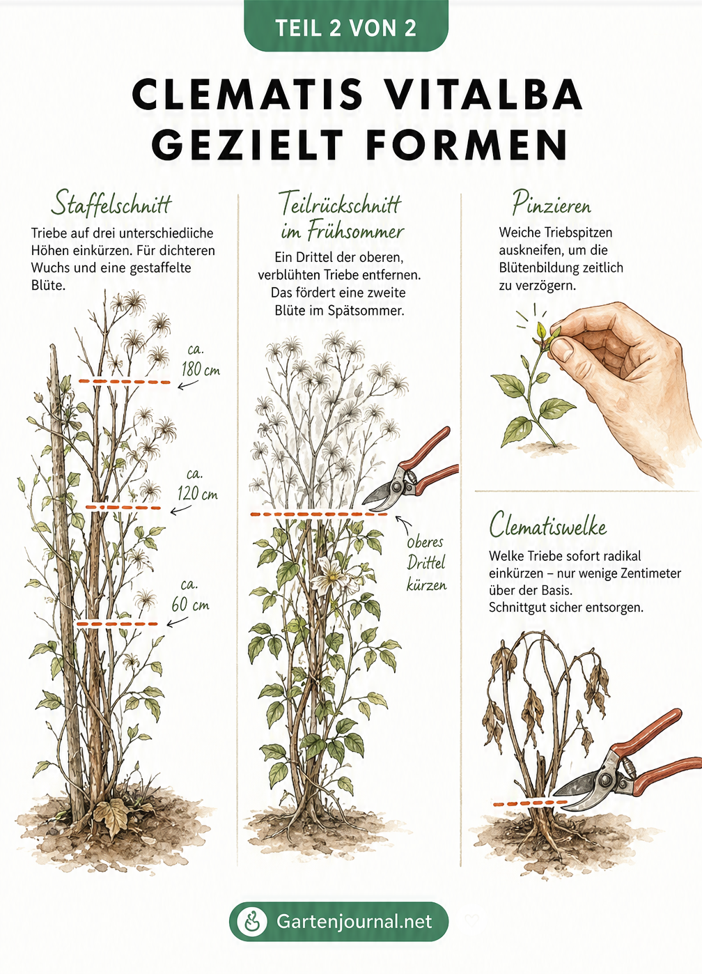 Illustration verschiedener Schnitttechniken für Clematis vitalba wie Staffelschnitt, Teilrückschnitt und Pinzieren