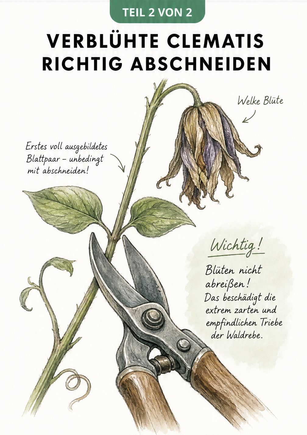 Detailzeichnung eines Clematis-Triebs mit welker Blüte und einer Gartenschere, die direkt unter dem ersten Blattpaar ansetzt.