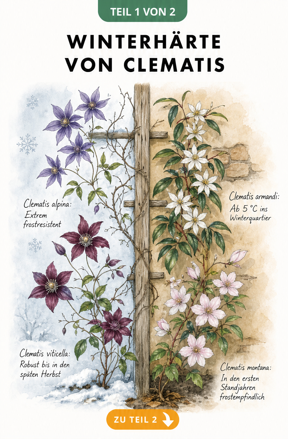 Botanische Illustration einer winterharten Clematis alpina und einer frostempfindlichen Clematis armandii