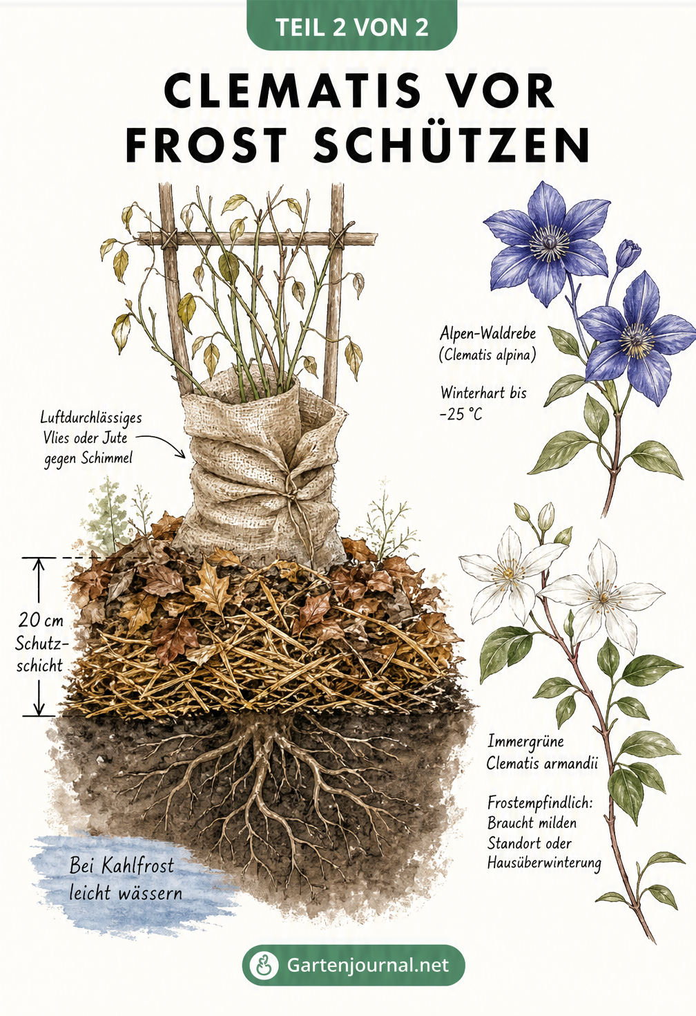 Querschnitt eines Beetes mit einer Clematis, die durch Laub, Stroh und Jute vor Frost geschützt ist, sowie winterharte Sorten