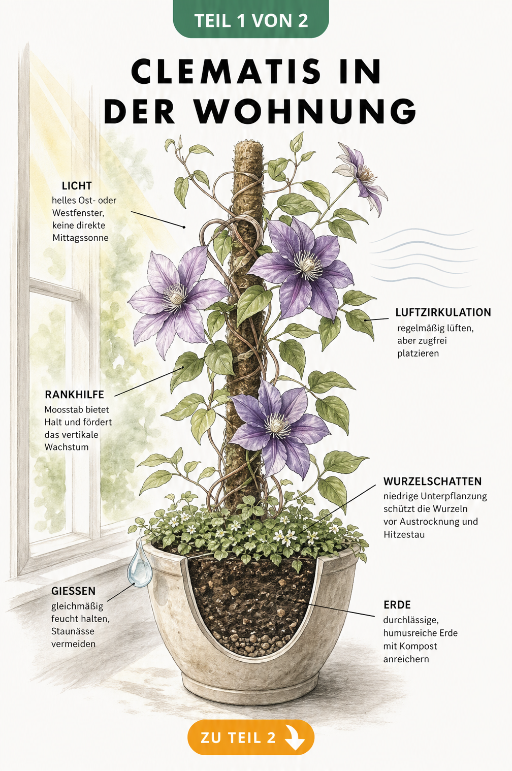 Illustration einer Clematis als Zimmerpflanze mit Hinweisen zu Standort, Licht, Luftzirkulation und Rankhilfe