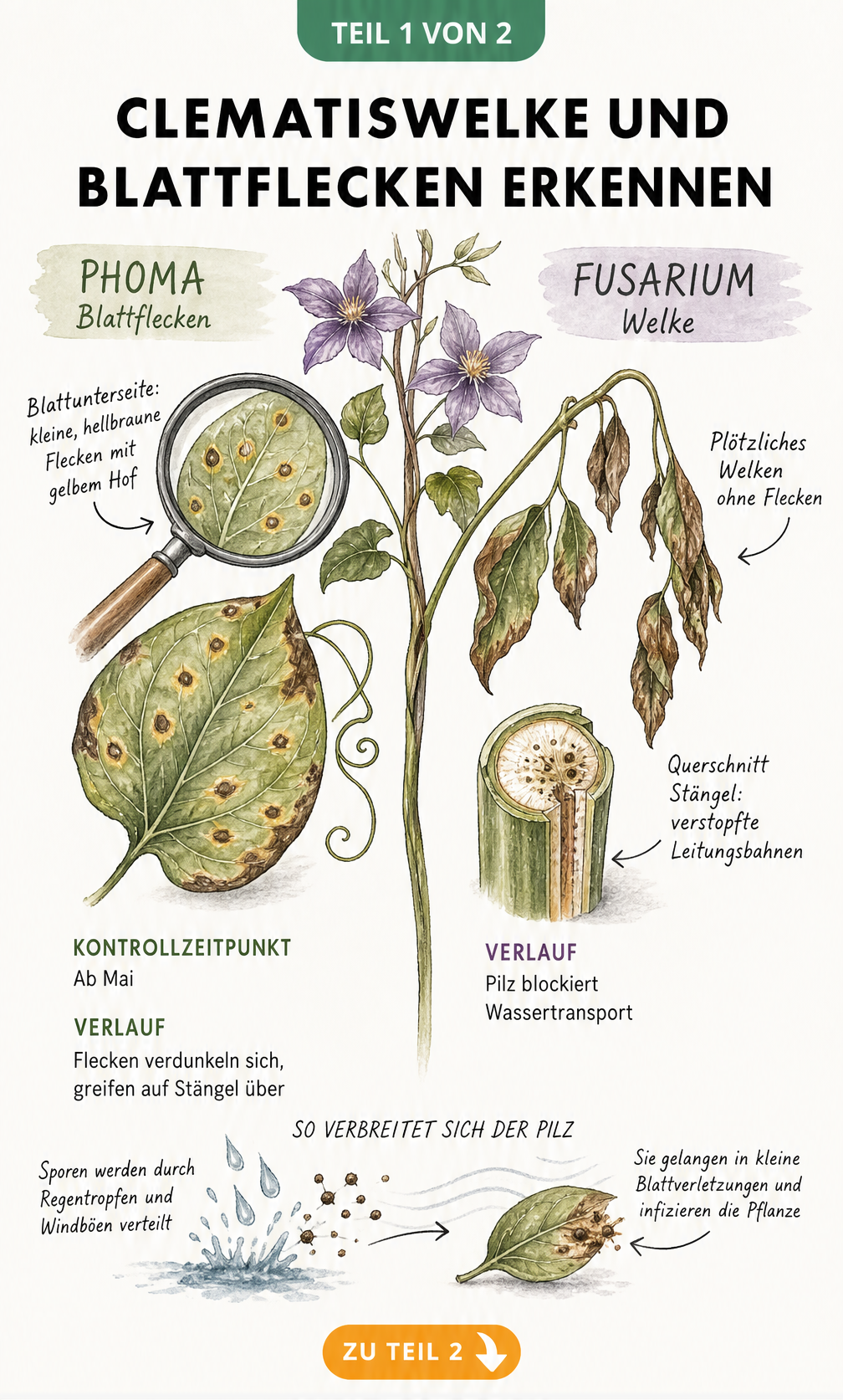 Botanische Zeichnung der Clematiswelke mit Gegenüberstellung von Phoma- und Fusarium-Infektion an Blättern und Stängeln