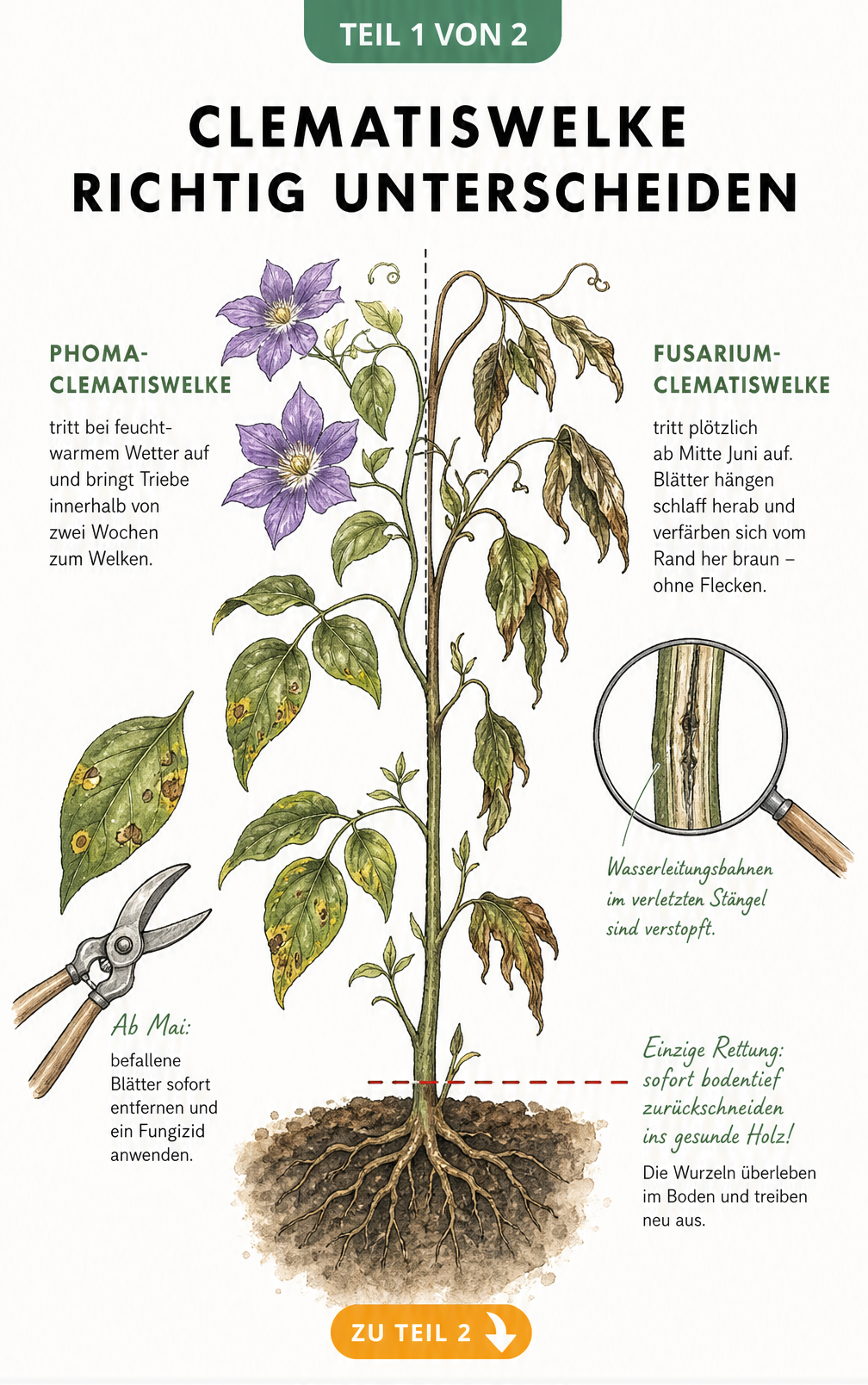 Botanische Illustration der Phoma- und Fusarium-Clematiswelke mit Symptomen an Blättern und Stängeln