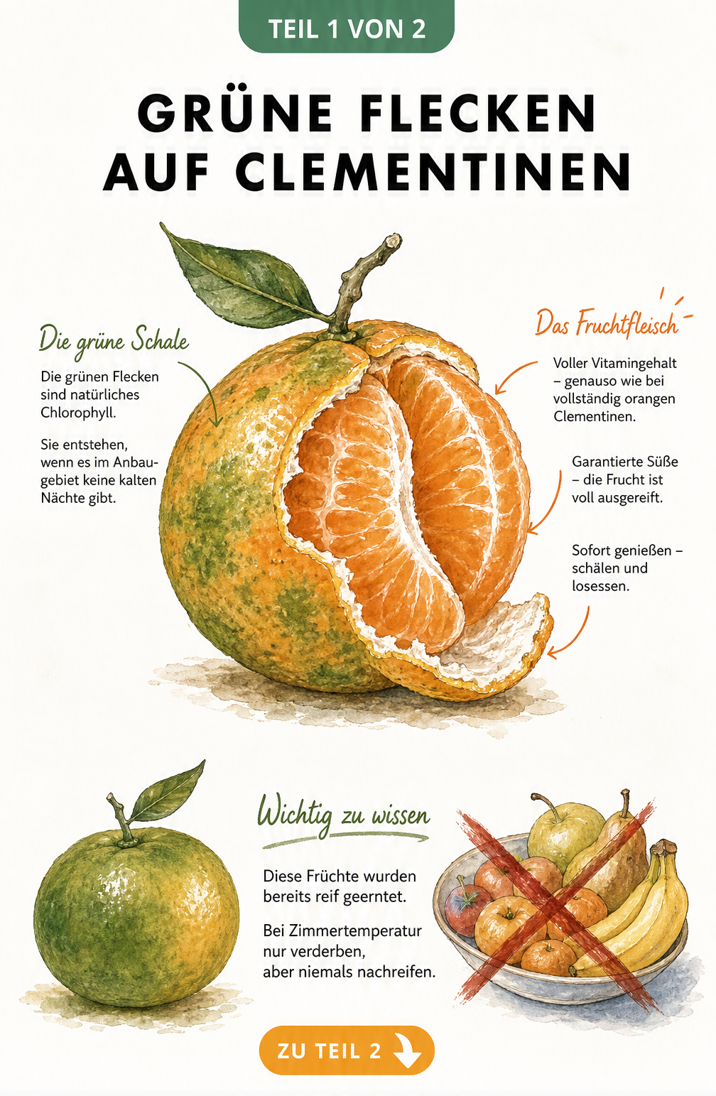 Botanische Illustration einer halb geschälten Clementine mit grünen Flecken auf der Schale und leuchtend orangem Fruchtfleisch