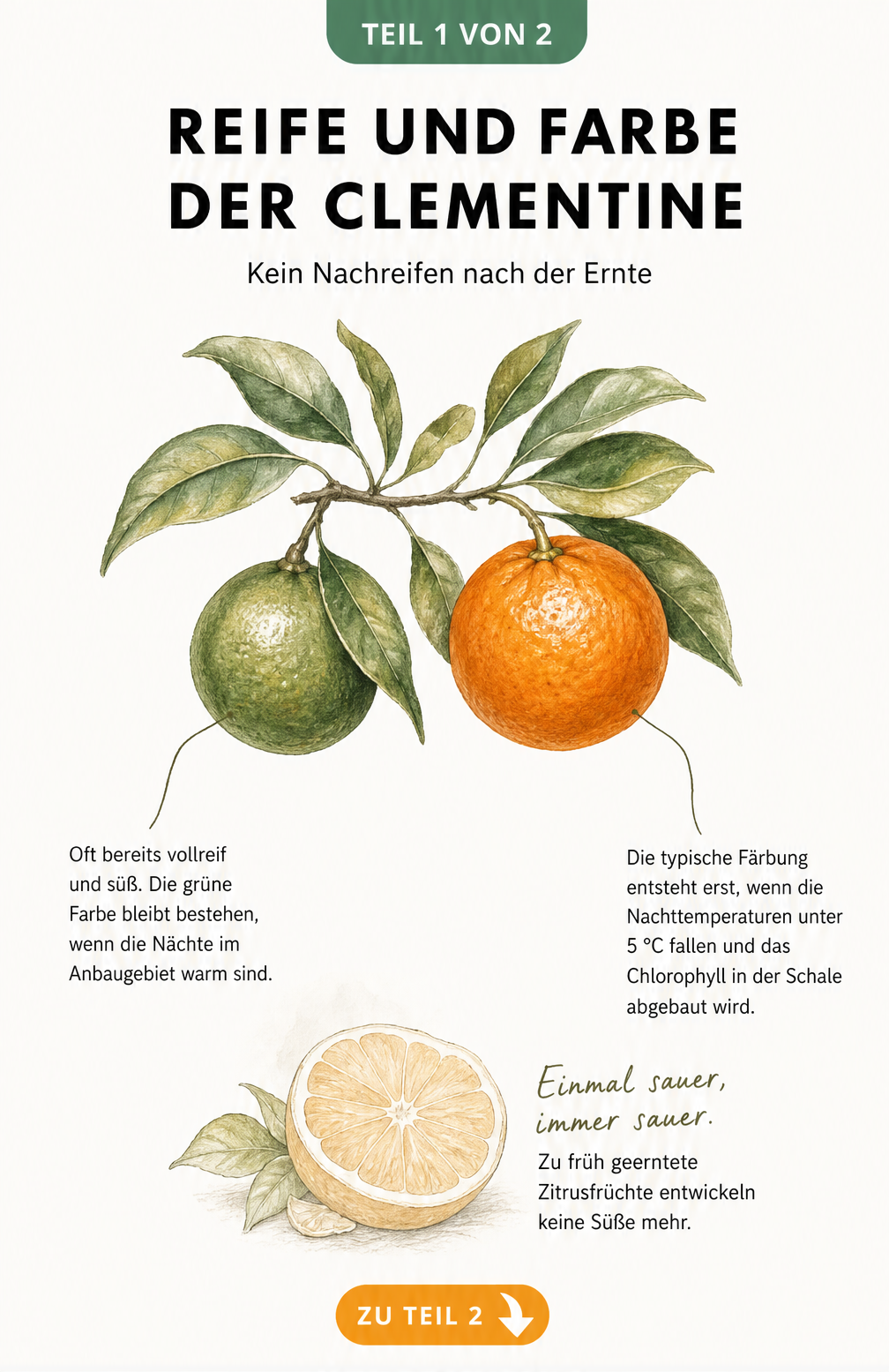 Aquarell-Illustration eines Clementinenzweigs mit einer grünen und einer orangefarbenen Frucht, die erklärt, dass Clementinen nach der Ernte nicht nachreifen.