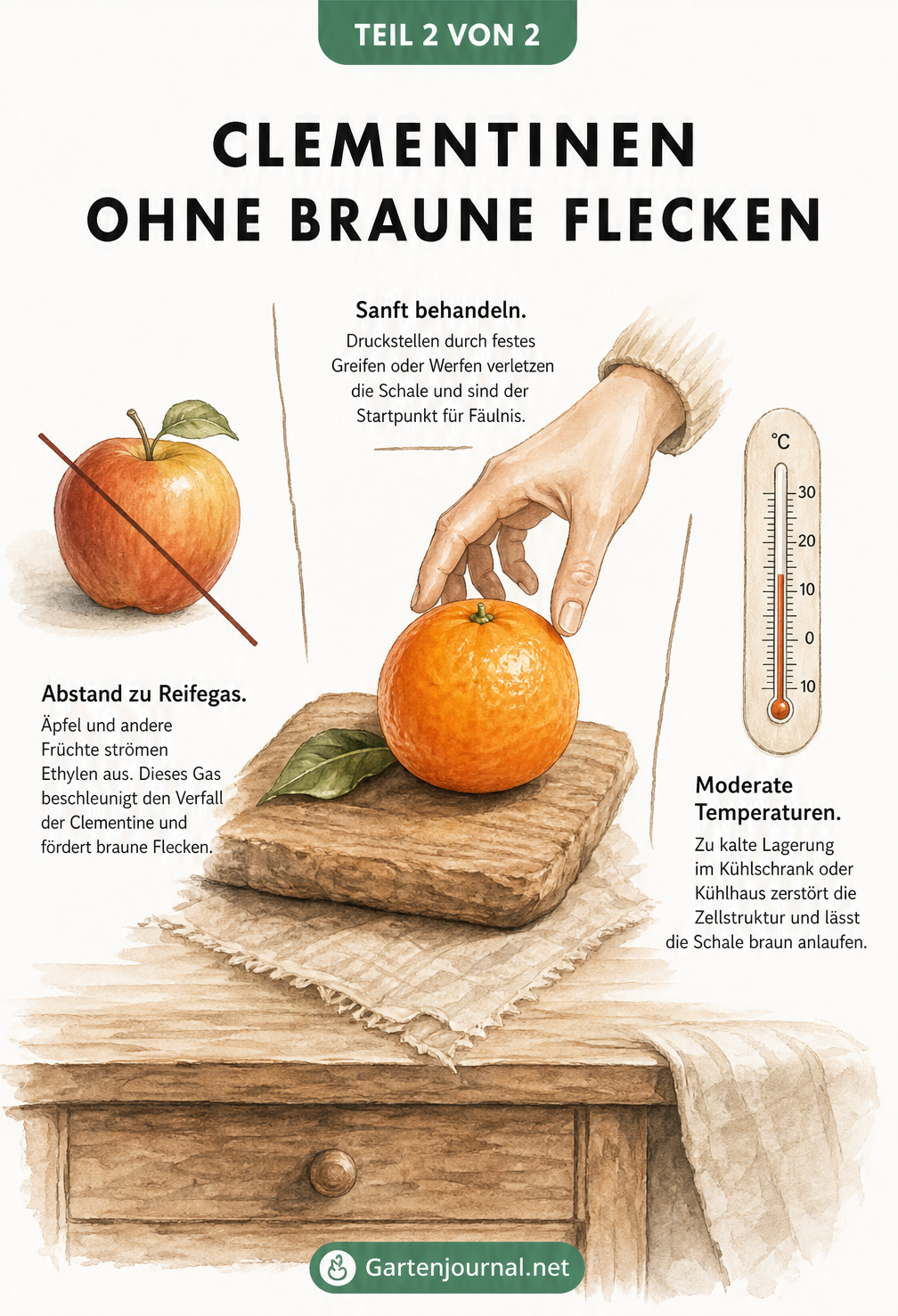 Illustration einer makellosen Clementine auf einem Holzbrett mit Tipps zur richtigen Lagerung.