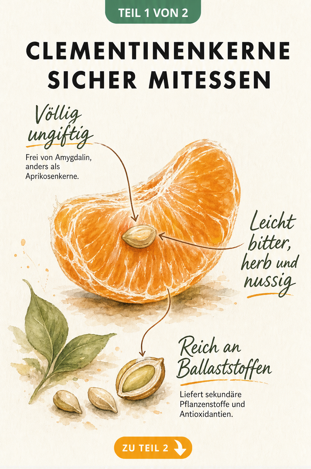 Botanische Illustration eines Clementinenkerns mit Hinweisen zu Inhaltsstoffen und Geschmack