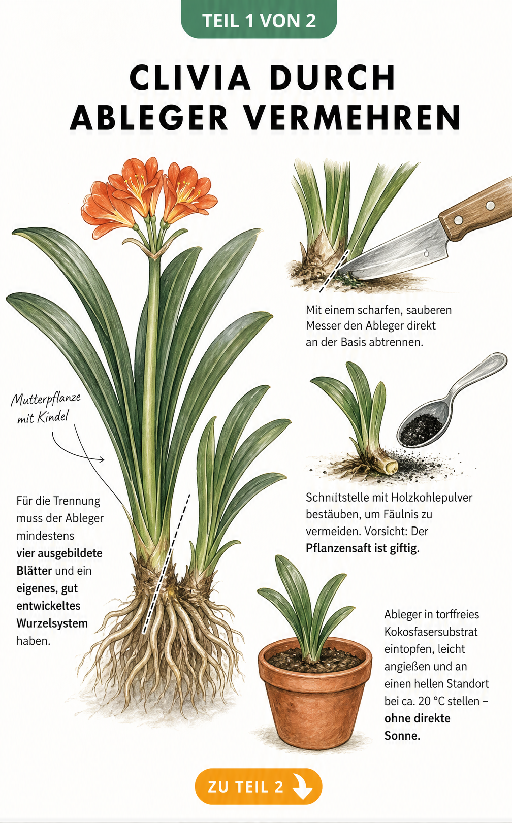Illustration einer Clivia-Mutterpflanze mit Ableger, Schnittmarkierung und frisch eingetopftem Kindel