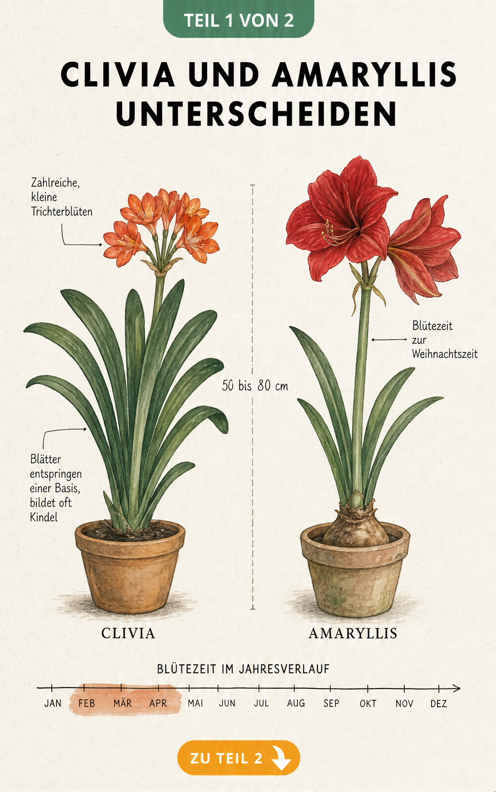 Botanische Illustration von Clivia und Amaryllis mit Beschriftungen zu Blüten, Blättern und Blütezeit