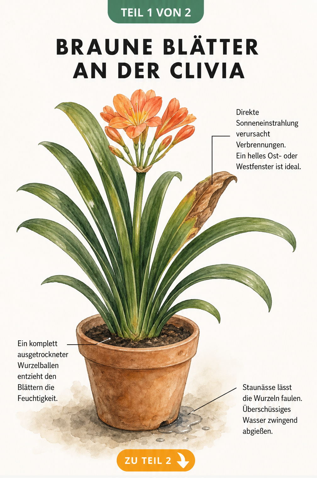 Botanische Illustration einer Clivia mit einem braunen Blatt und Hinweisen zu Ursachen wie Sonnenbrand, Trockenheit und Staunässe.
