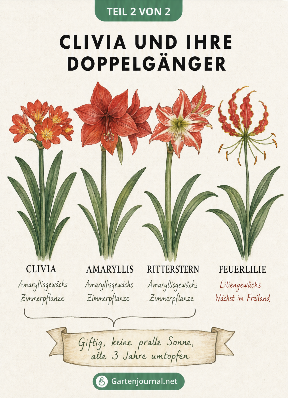 Zeichnung von Clivia, Amaryllis, Ritterstern und Feuerlilie mit botanischer Einordnung und Pflegehinweisen