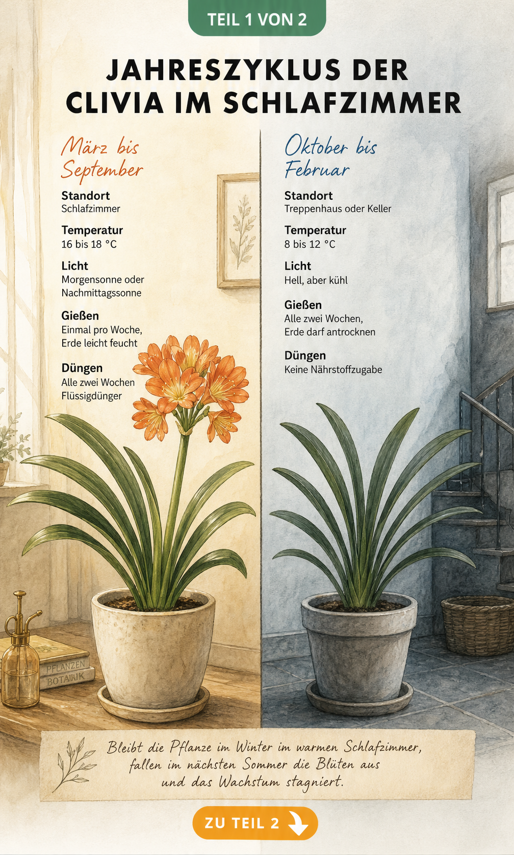 Zweigeteilte botanische Illustration der Clivia im Jahreszyklus: links blühend im warmen Schlafzimmer, rechts ruhend im kühlen Treppenhaus.