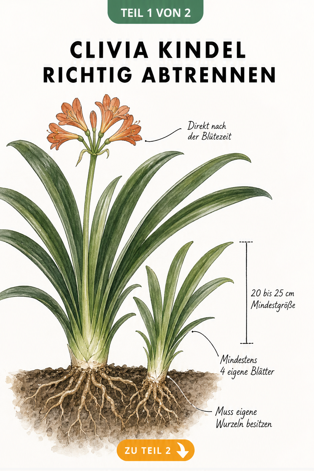 Botanische Illustration einer Clivia-Mutterpflanze mit einem seitlichen Kindel, das mindestens 20 cm groß ist und eigene Wurzeln hat.