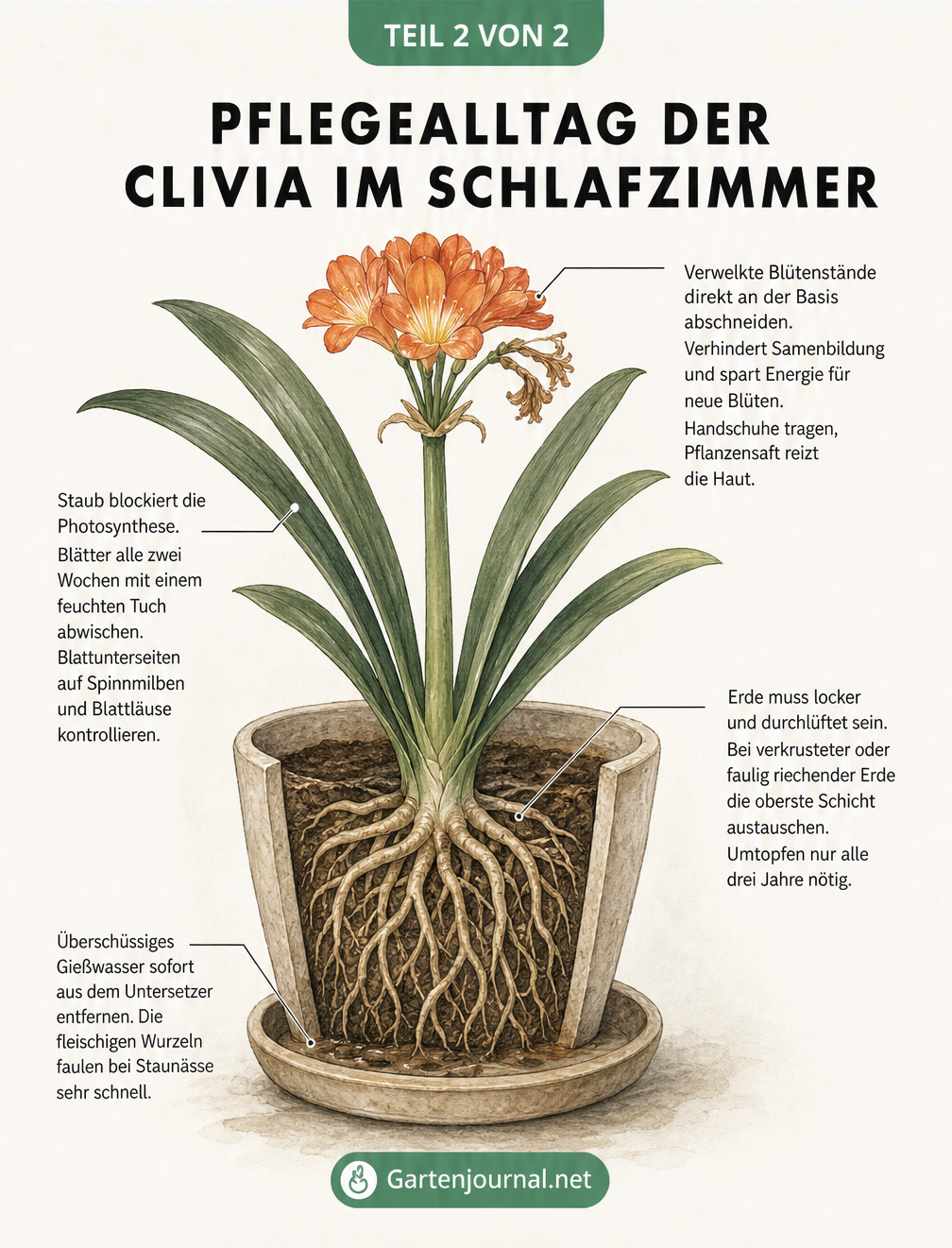 Detaillierte Querschnitt-Illustration einer Clivia mit Pflegehinweisen zu Blütenstängel, Blättern, Wurzelballen und Untersetzer.