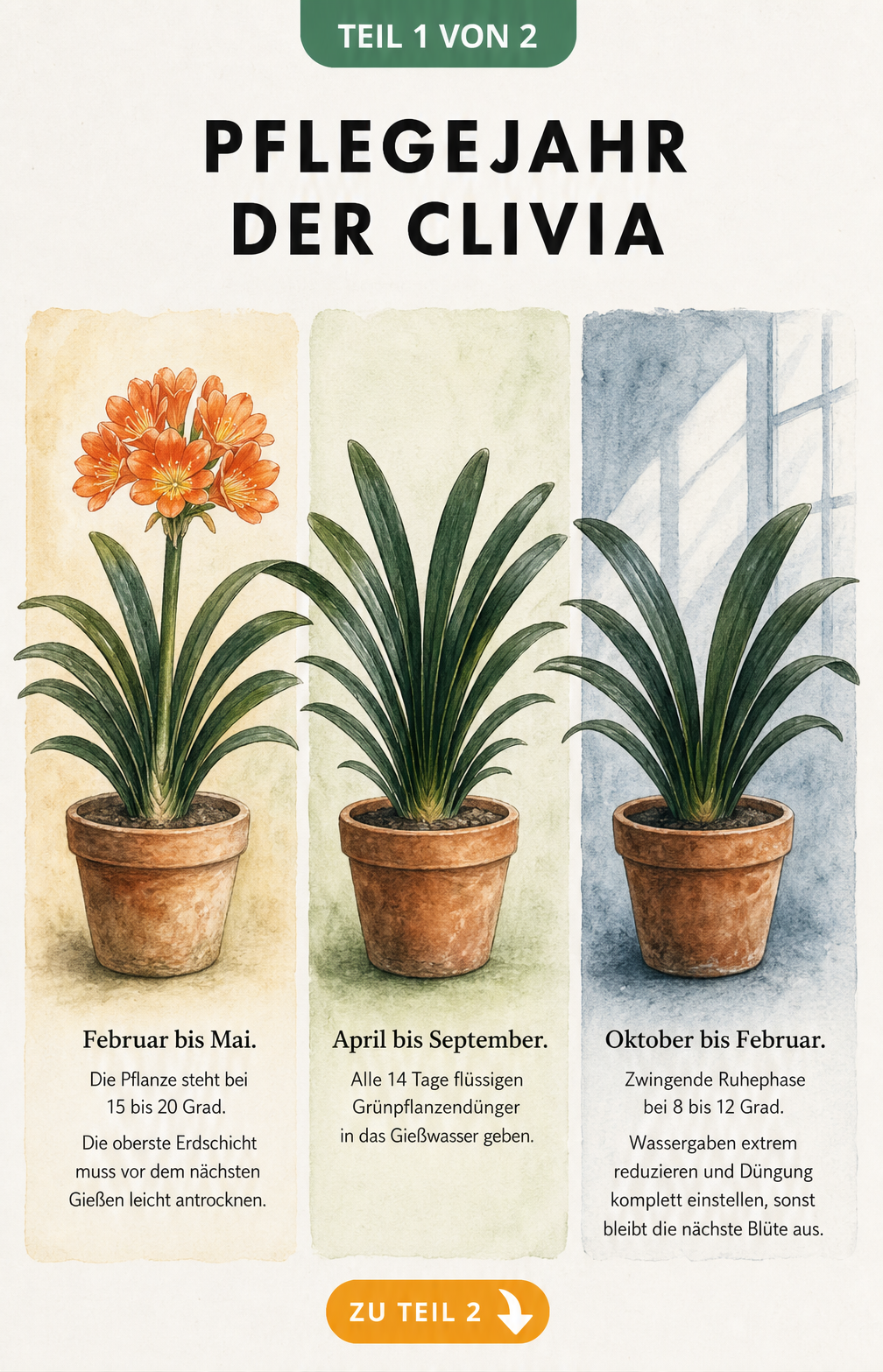 Illustration des Pflegejahres einer Clivia in drei Phasen: Blütezeit, Wachstumsphase und Ruhephase