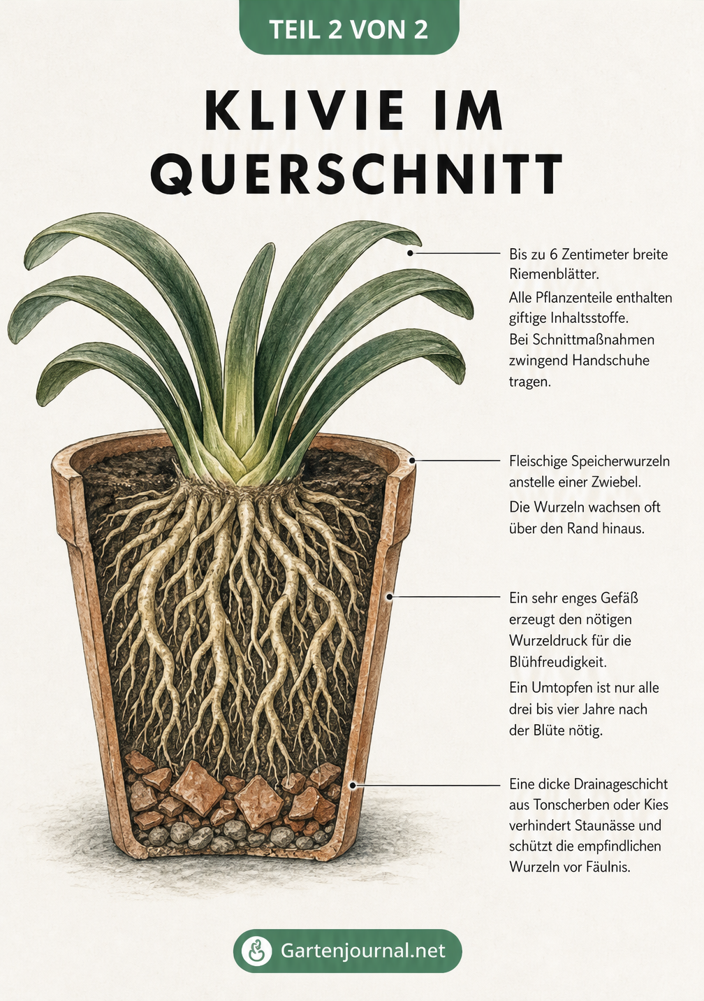 Querschnitt einer Klivie im Topf mit Fokus auf Wurzeln, Blätter und Drainageschicht
