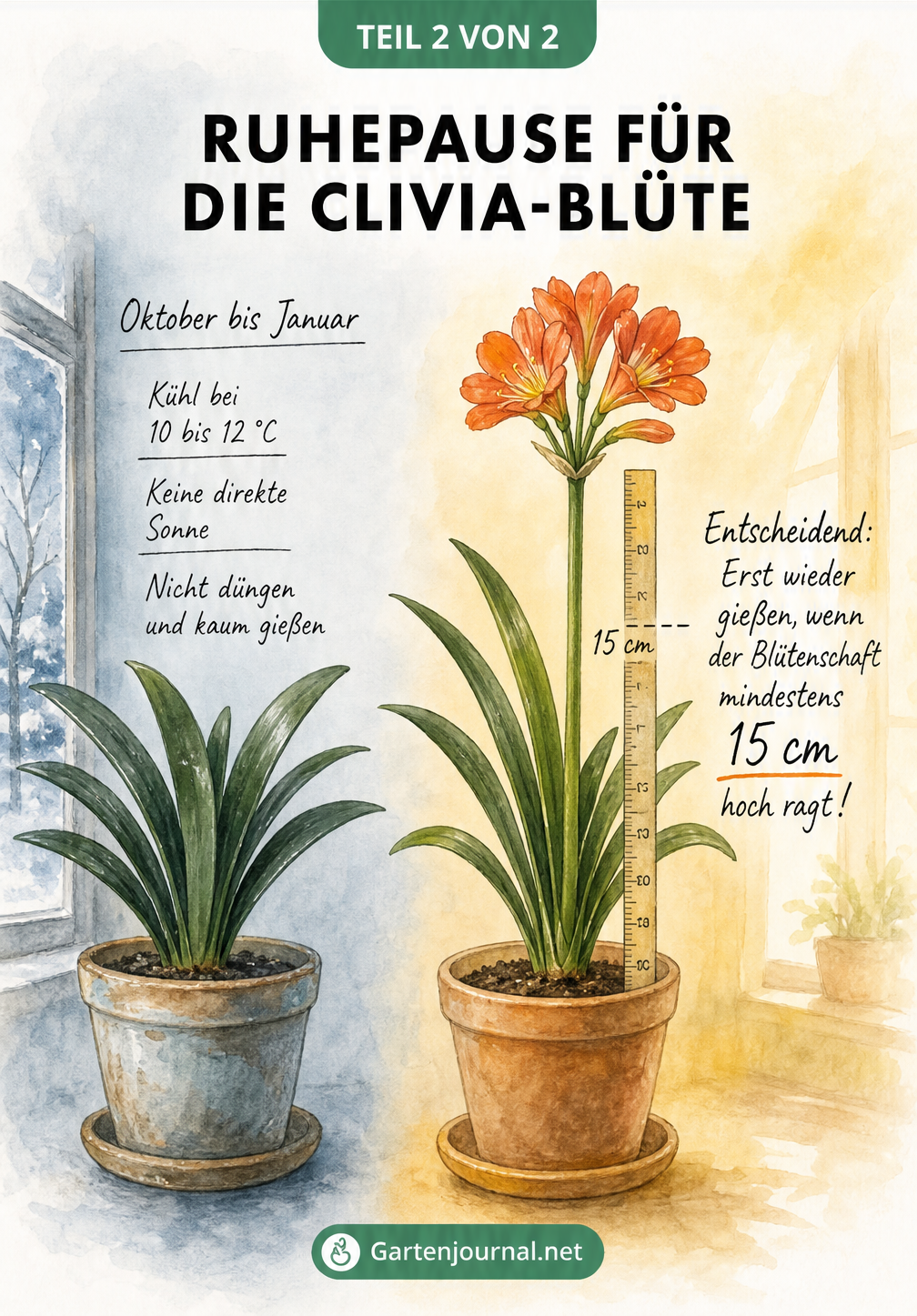 Illustration des Lebenszyklus einer Clivia mit kühler Ruhepause und warmer Blütezeit