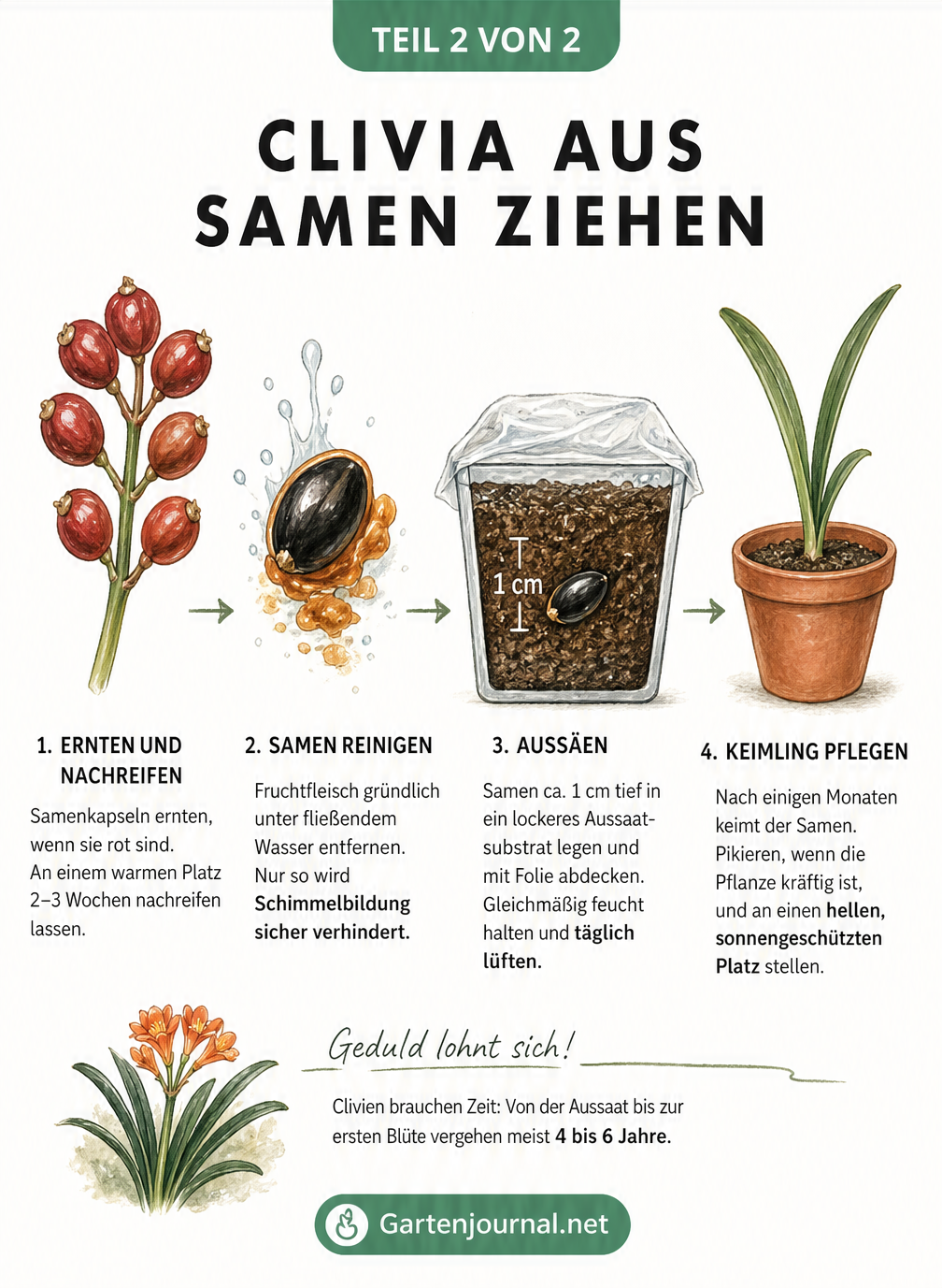 Vier Entwicklungsstadien der Clivia-Aussaat: Fruchtstand, Samenreinigung, Aussaat im Topf und Keimling