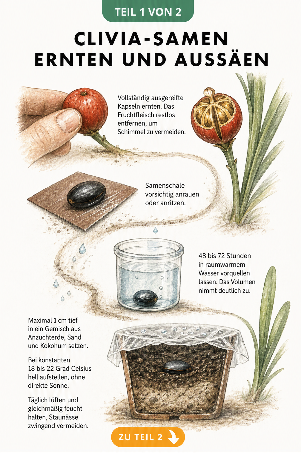 Botanische Zeichnung: Clivia-Samen ernten, anrauen, in Wasser vorquellen und in Anzuchterde aussäen