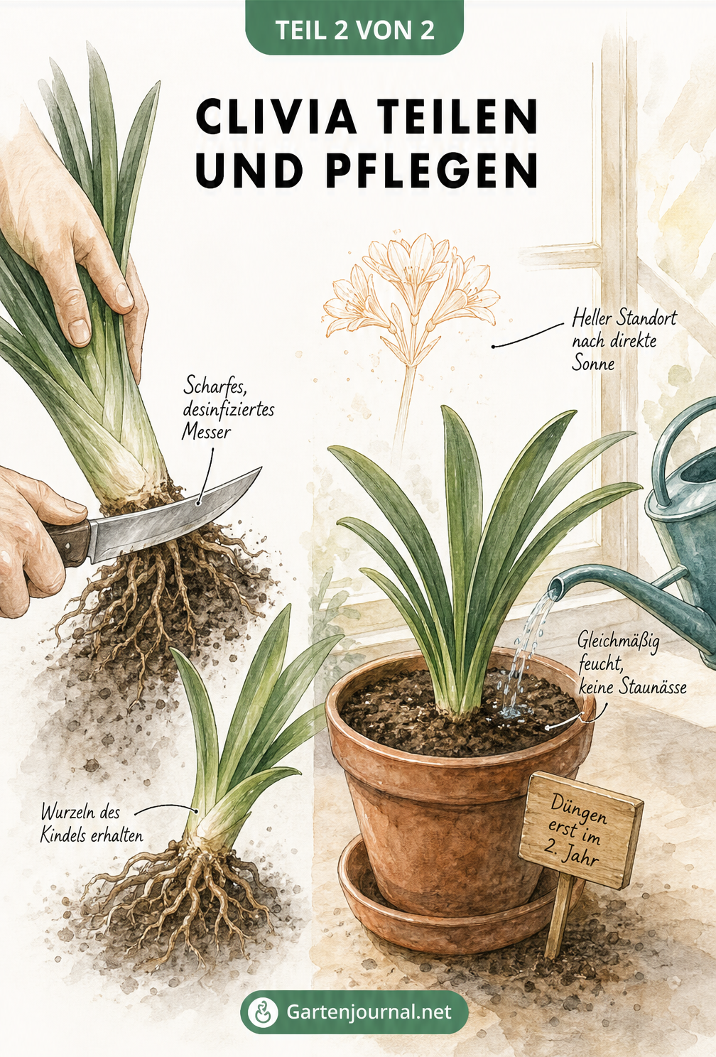 Illustration zum Teilen des Wurzelballens einer Clivia mit einem Messer und der anschließenden Pflege der Jungpflanze im Topf.
