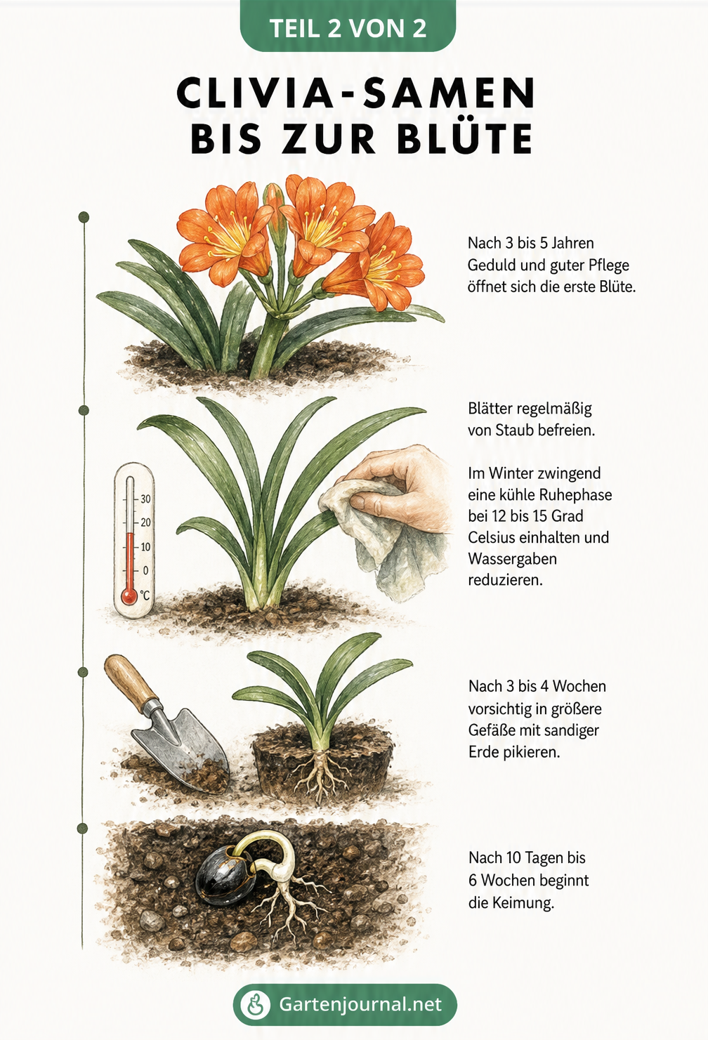 Botanische Zeichnung: Entwicklung der Clivia vom keimenden Samen über den Sämling bis zur blühenden Pflanze