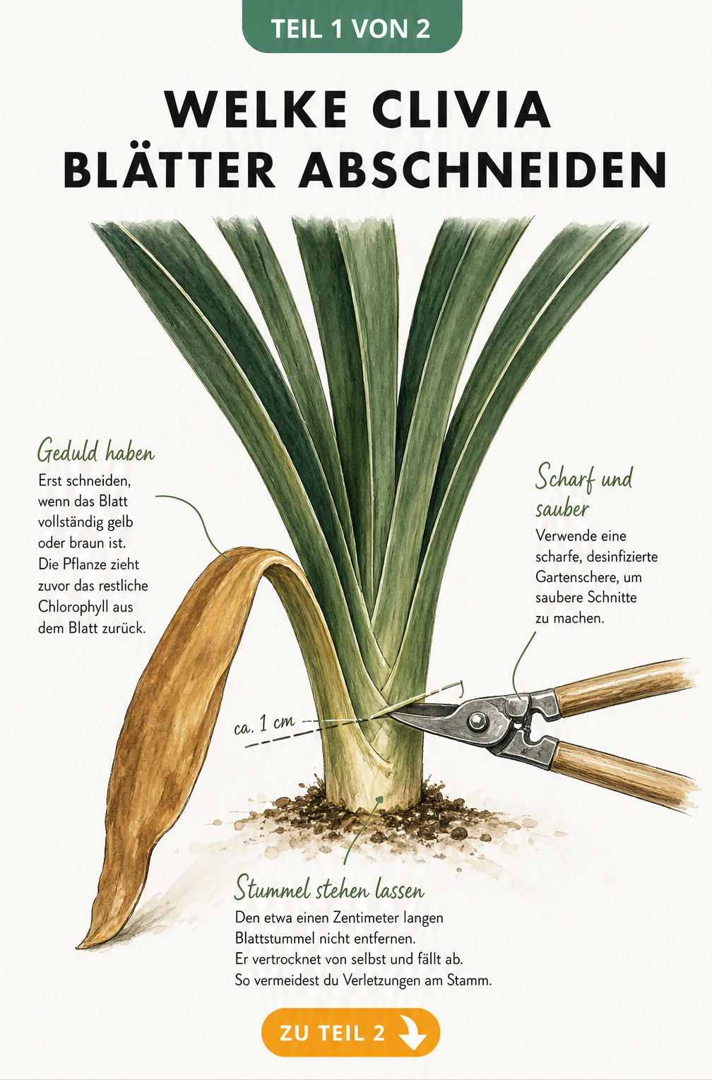 Illustration einer Clivia, bei der ein welkes Blatt mit einer Gartenschere im Abstand von einem Zentimeter zur Basis abgeschnitten wird.