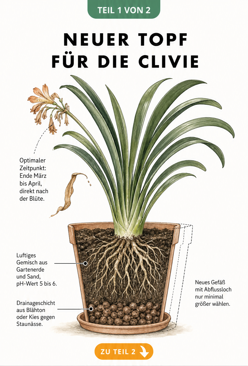 Botanische Schnittzeichnung einer Clivie im neuen Topf mit Erdschichten und Blüte