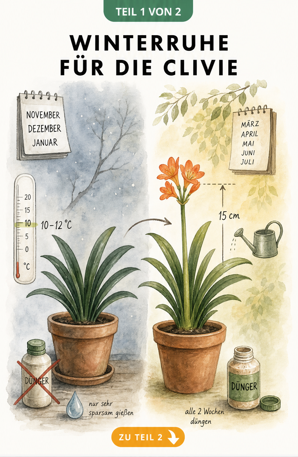 Illustration einer ruhenden Clivie bei 10 bis 12 Grad im Winter und einer blühenden Clivie im Frühling
