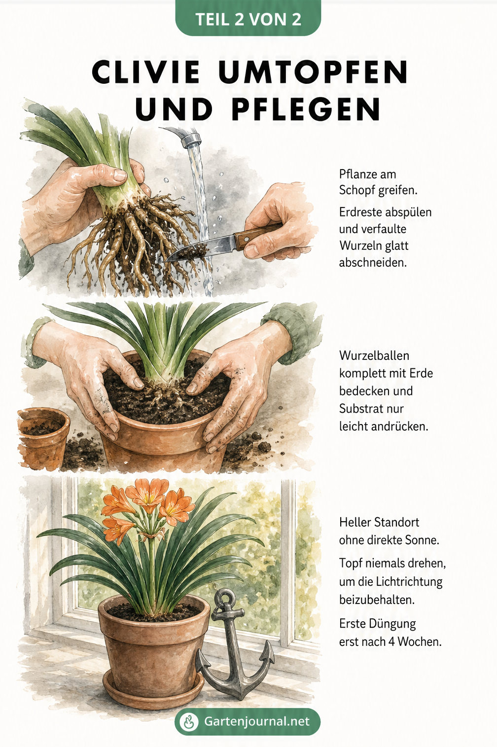 Aquarell-Illustration: Clivie Wurzeln abspülen, einpflanzen und am hellen Standort platzieren