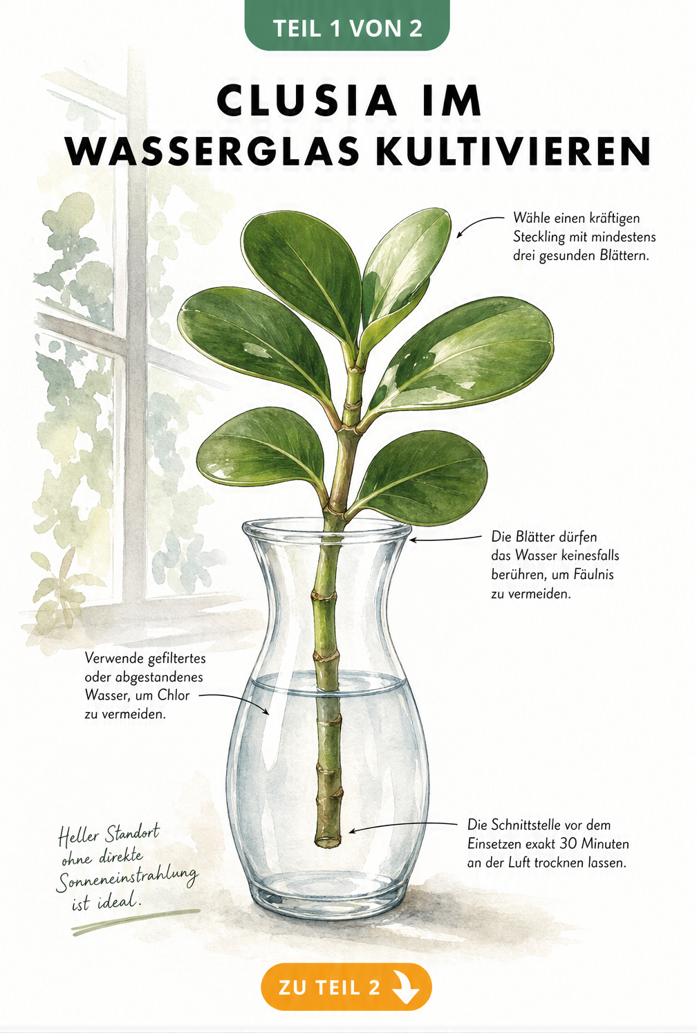 Botanische Illustration eines Clusia-Stecklings in einer Glasvase mit Pflegehinweisen zur Hydrokultur