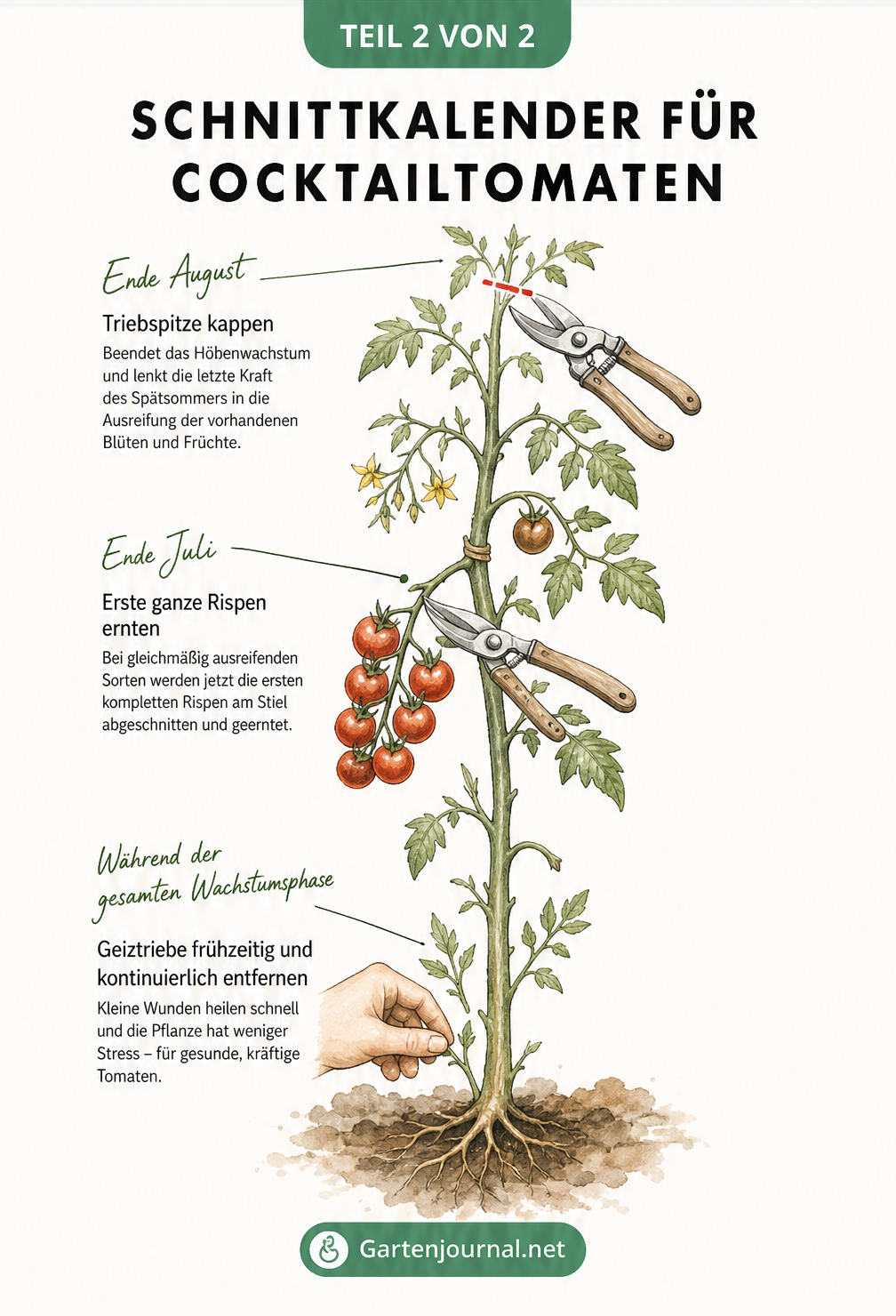 Zeitstrahl an einer Tomatenpflanze, der das Ausgeizen, die Ernte der Rispen im Juli und das Kappen der Triebspitze im August zeigt