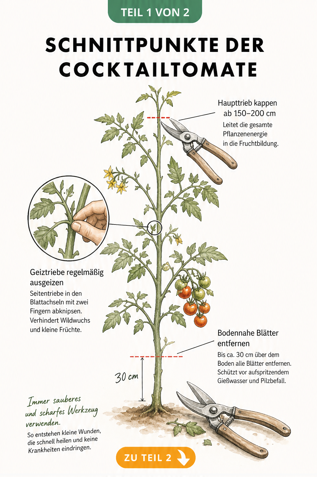 Illustration einer Cocktailtomatenpflanze mit Markierungen zum Kappen des Haupttriebs, Ausgeizen und Entfernen bodennaher Blätter