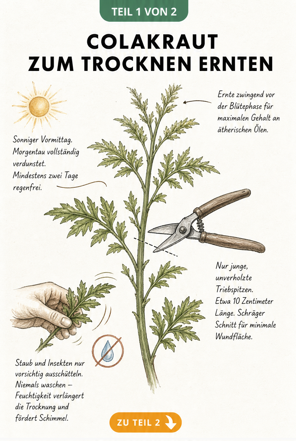 Illustration eines Colakraut-Zweigs mit Tipps zu Erntezeitpunkt, Schnitttechnik und Reinigung vor dem Trocknen