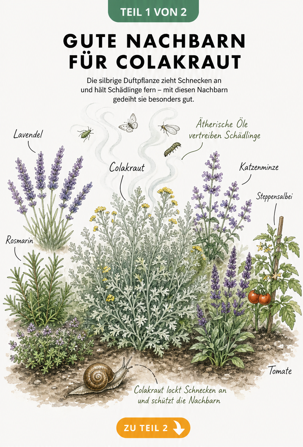 Botanische Illustration eines Colakrauts umgeben von idealen Pflanzpartnern wie Lavendel, Rosmarin und Katzenminze im Gartenbeet.