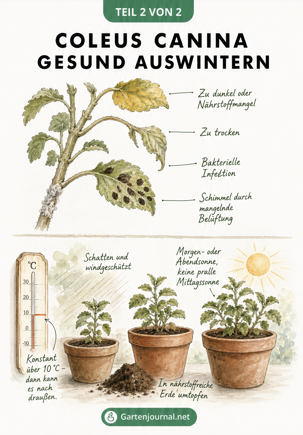 Zweigeteilte Illustration: Oben Stresssymptome der Coleus canina, unten der Prozess der Akklimatisierung im Frühjahr