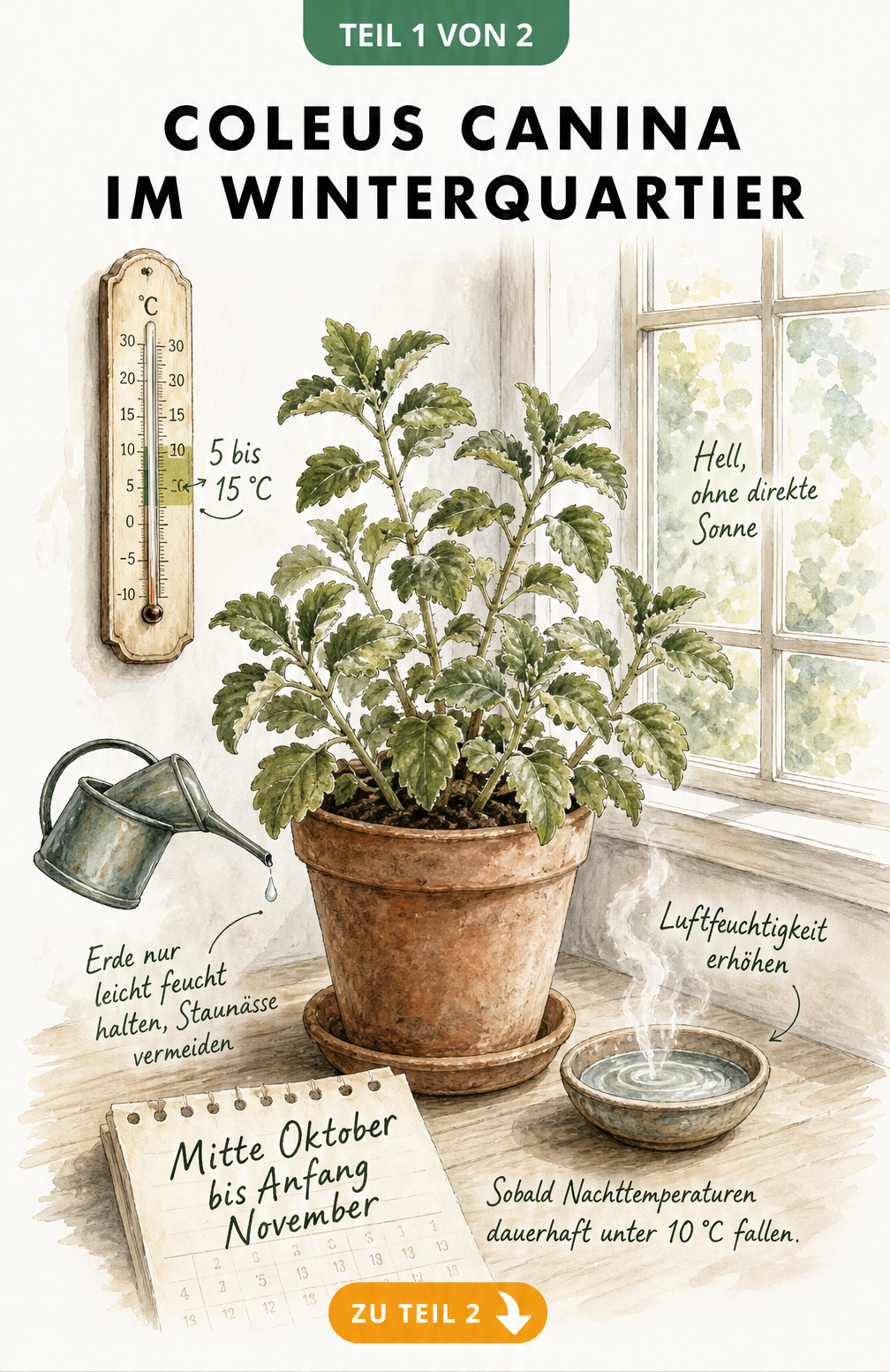 Illustration einer Coleus canina im Winterquartier mit Thermometer und Hinweisen zu Licht und Feuchtigkeit