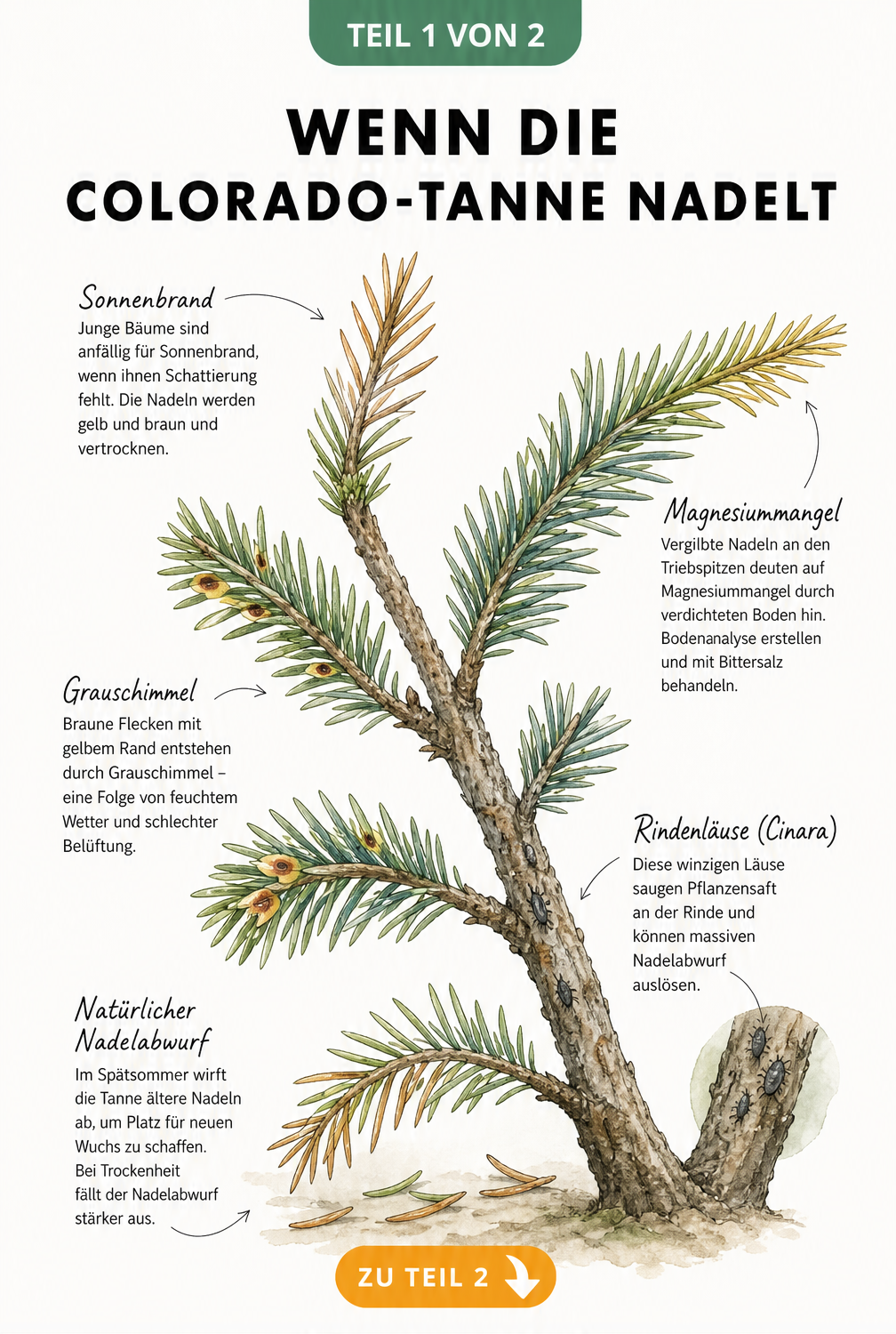 Botanische Illustration eines Colorado-Tannen-Zweigs mit Ursachen für Nadelverlust wie Sonnenbrand, Grauschimmel und Rindenläuse