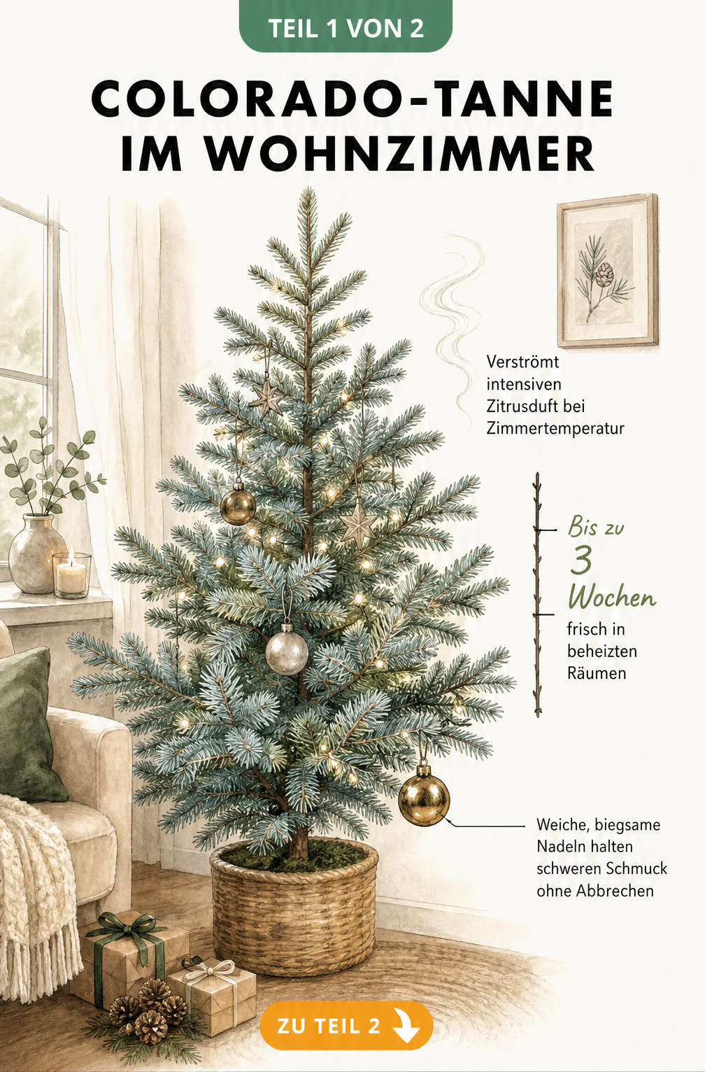 Illustration einer Coloradotanne im Wohnzimmer mit Details zu Haltbarkeit, Zitrusduft und biegsamen Nadeln für schweren Schmuck
