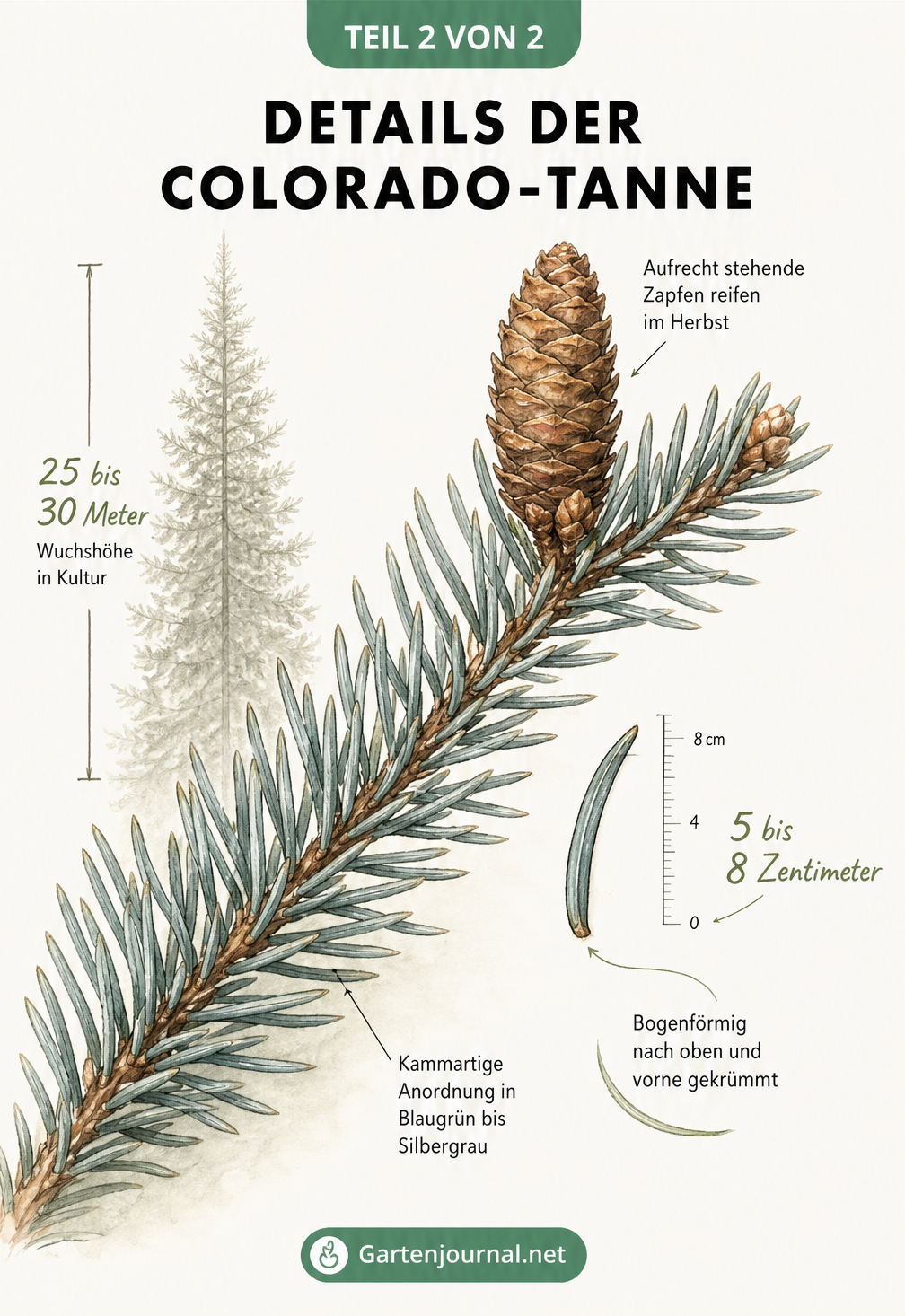 Botanische Nahaufnahme eines Coloradotannen-Zweigs mit 5 bis 8 cm langen, blaugrünen Nadeln und einem aufrecht stehenden Zapfen