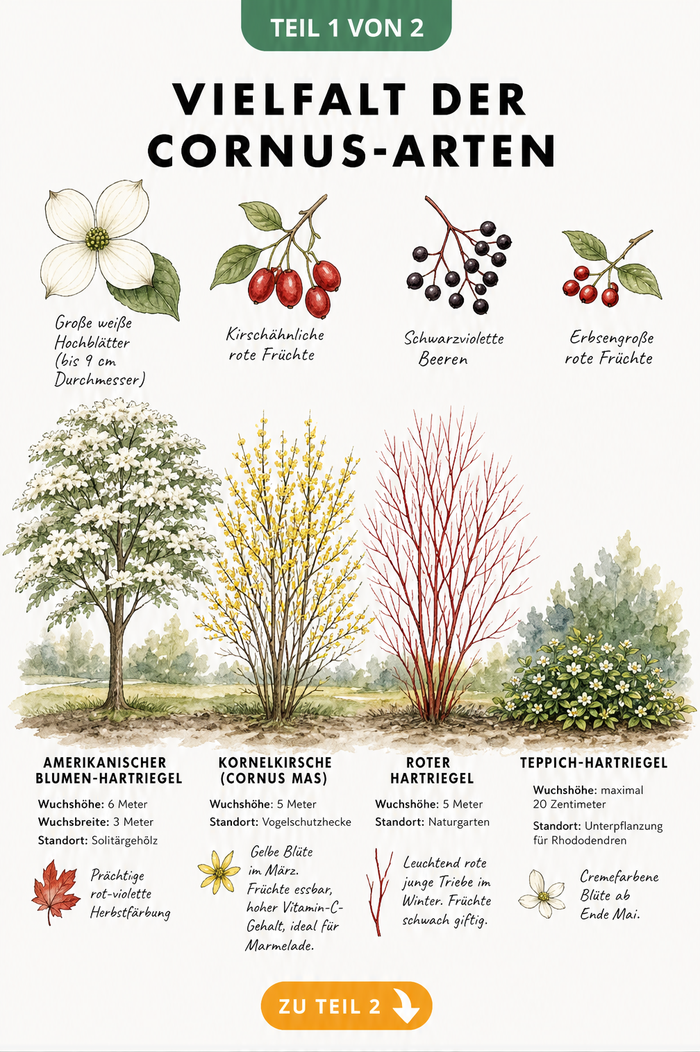 Aquarell-Skizze von vier Cornus-Arten mit Wuchshöhen und Detailzeichnungen von Blüten und Früchten