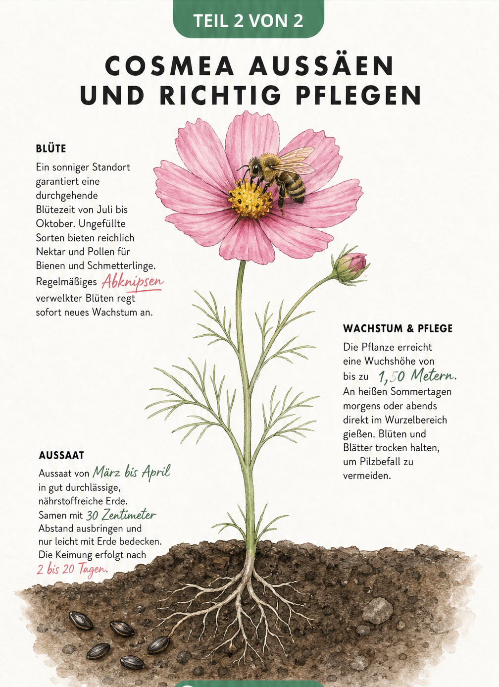 Illustration des Wachstums einer Cosmea von der Wurzel bis zur Blüte mit Pflegetipps