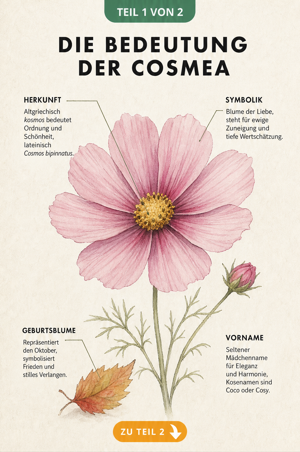 Handgezeichnete Cosmea-Blüte mit Erklärungen zu Herkunft, Symbolik, Geburtsblume und Vorname