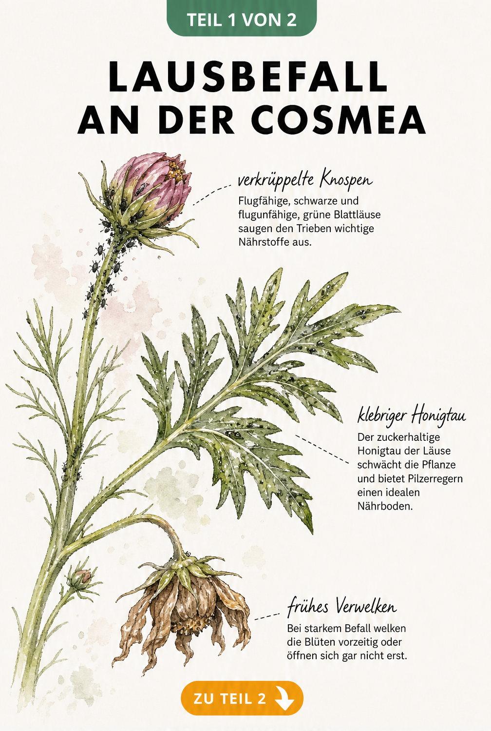 Aquarell-Illustration eines Cosmea-Triebs mit grünen und schwarzen Blattläusen an Knospen und Blättern sowie klebrigem Honigtau.