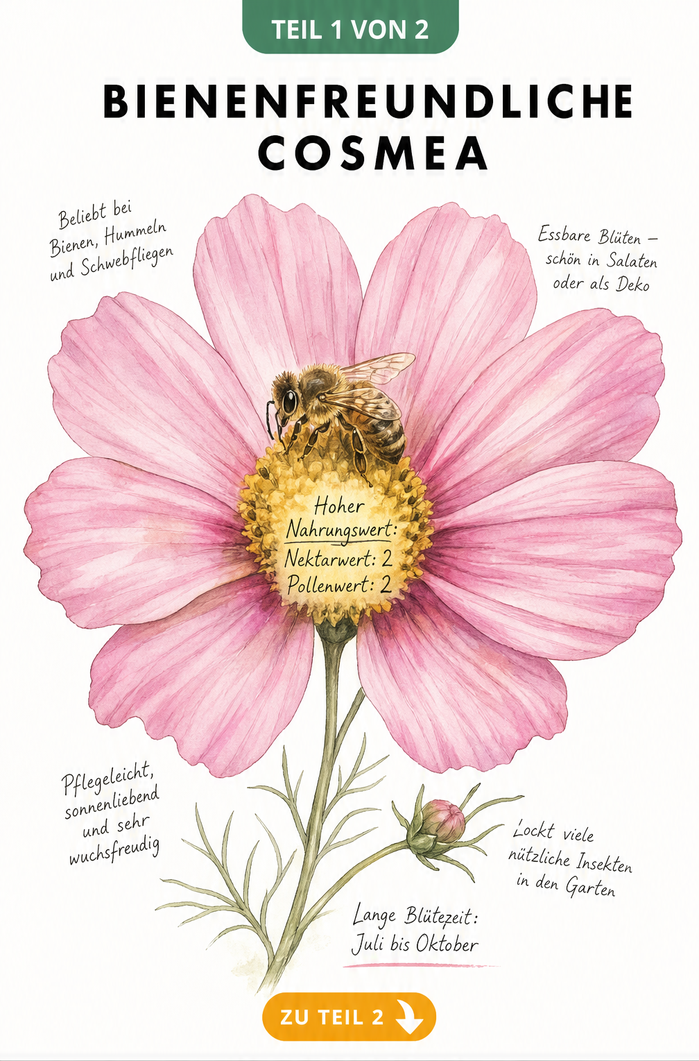 Botanische Illustration einer Cosmea-Blüte mit Biene, Nektarwert 2 und Pollenwert 2