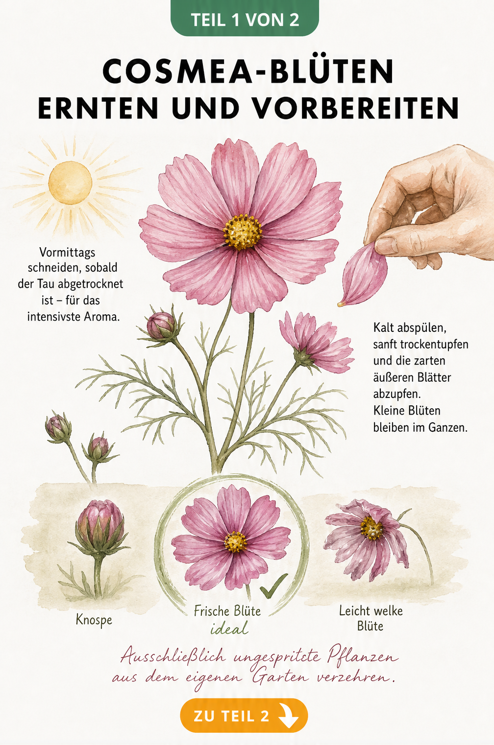 Aquarell-Illustration einer Cosmea-Blüte mit Hinweisen zur Erntezeit am Vormittag und der Vorbereitung der Blütenblätter