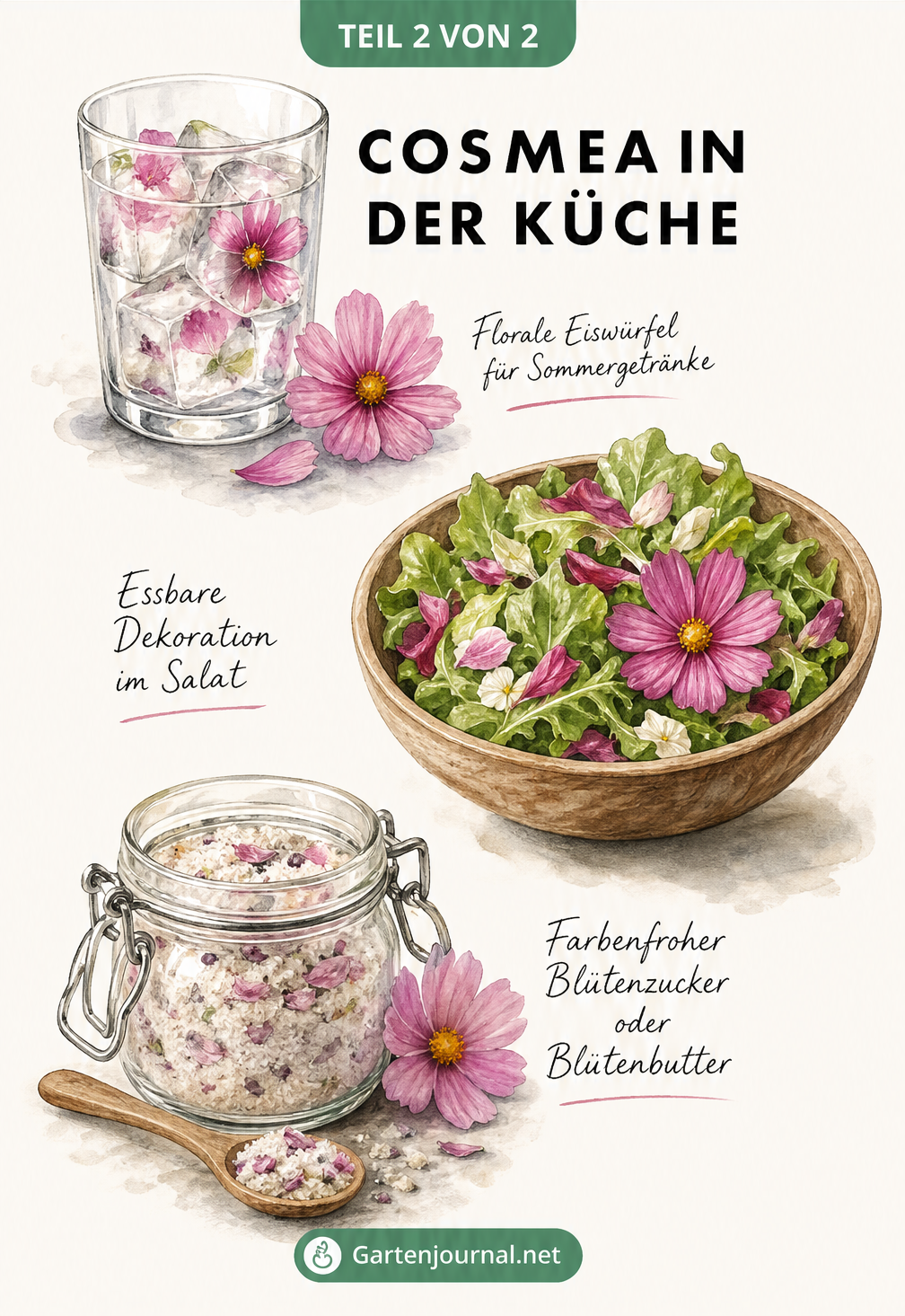 Aquarell-Illustration von Cosmea-Blüten in Eiswürfeln, als Salatdekoration und in Blütenzucker