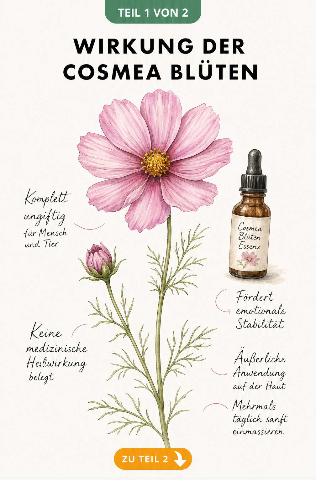Botanische Illustration einer Cosmea-Pflanze mit Hinweisen zur fehlenden medizinischen Heilwirkung und Anwendung als Blütenessenz